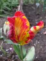Papageitulpe (3).webp