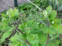 Akelei (2).webp