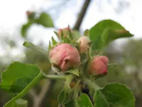 Apfelblüte.webp