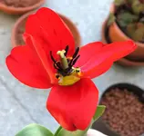 TulpeApeldoornV.webp
