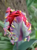 Papageitulpe (4).webp