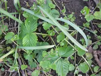 wilde_Erdbeeren.webp