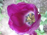 Tulpe (4).webp