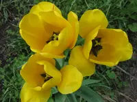 Tulpen (4).webp