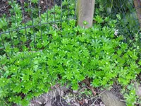 Waldmeister.webp