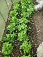 Kopfsalat_Beet1.webp