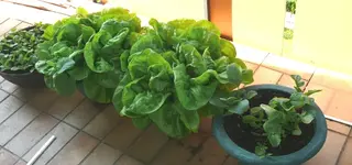 Kopfsalat_Balkon.webp