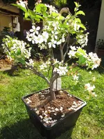 Nic28.04.12 009.webp