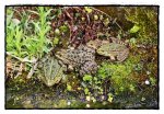 Froschfamilie [800x600].JPG