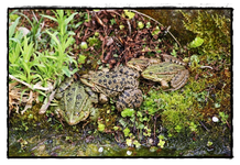 Froschfamilie [800x600].webp