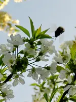 Hummelfug_119.webp