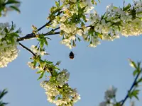 Hummelfug_122.webp