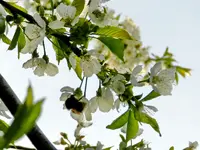 Hummelfug_120.webp
