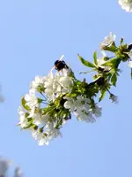 Hummelfug_121.webp