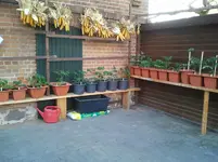 topfbepflanzung 2012 002.webp