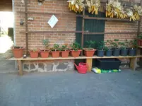 topfbepflanzung 2012 003.webp