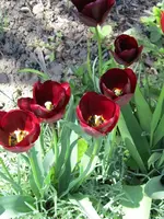 IMG_0479k.webp