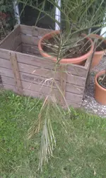 IMAG0488.webp
