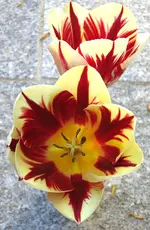 TulpeGrandPerfection7.webp
