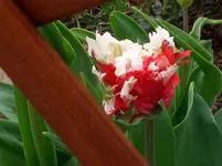 CIMG4284.webp