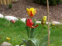 CIMG4282.webp