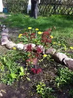 Ahorn (2).webp