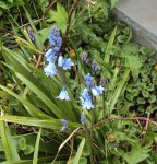 DSC02684 - 2012-04-28 - hasenglöckchen blau.JPG