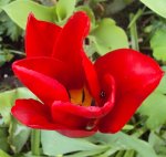 DSC02672 - 2012-04-28 - tulpe rot.JPG