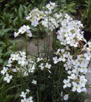 DSC02671 - 2012-04-28 - wiesenschaumkraut.jpg