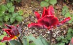 DSC02667 - 2012-04-28 - tulipa rococo.JPG