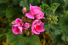 Geranie pink_smaller.webp