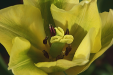weiß_grüne Tulpe_smaller.webp