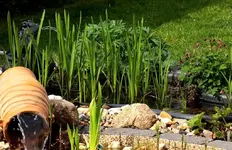 der kleine Pflanzenfilter_smaller.webp