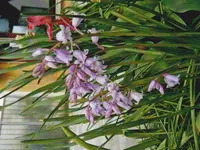 Blumen.webp