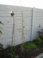 Gingko_200_IMG_4413.webp