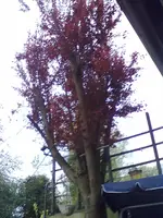 17042012423.webp