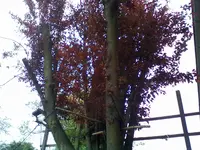 17042012424.webp