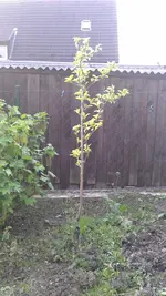 IMAG0155.webp IMAG0155.webp
