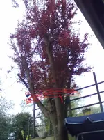 Baum schneiden.webp