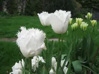 tulpen 010.webp