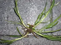 CIMG1338.webp