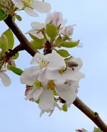 DSC_7102 Apfelblüte mit Biene.webp