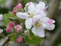 DSC_7097 Apfelblüte.webp