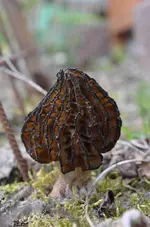 DSC_7167_Morchel_Spitzmorchel.webp