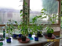 WG Habapap 100_0858 (Medium).webp
