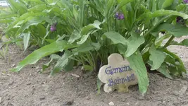 Gemeiner Beinwell2.webp