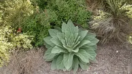 Königskerze2.webp