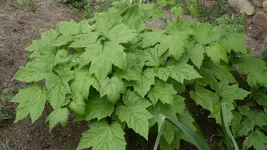 Unbekannt2_1.webp