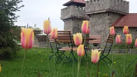 Tulpen1.webp