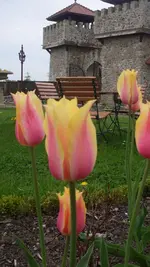 Tulpen2.webp